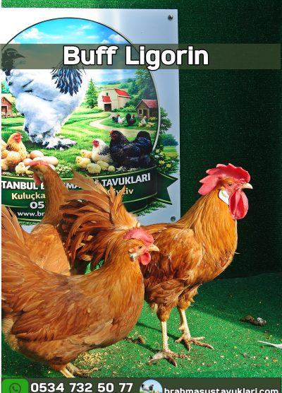 Buff Ligorin Kuluçkalık Yumurta Civciv İstanbul