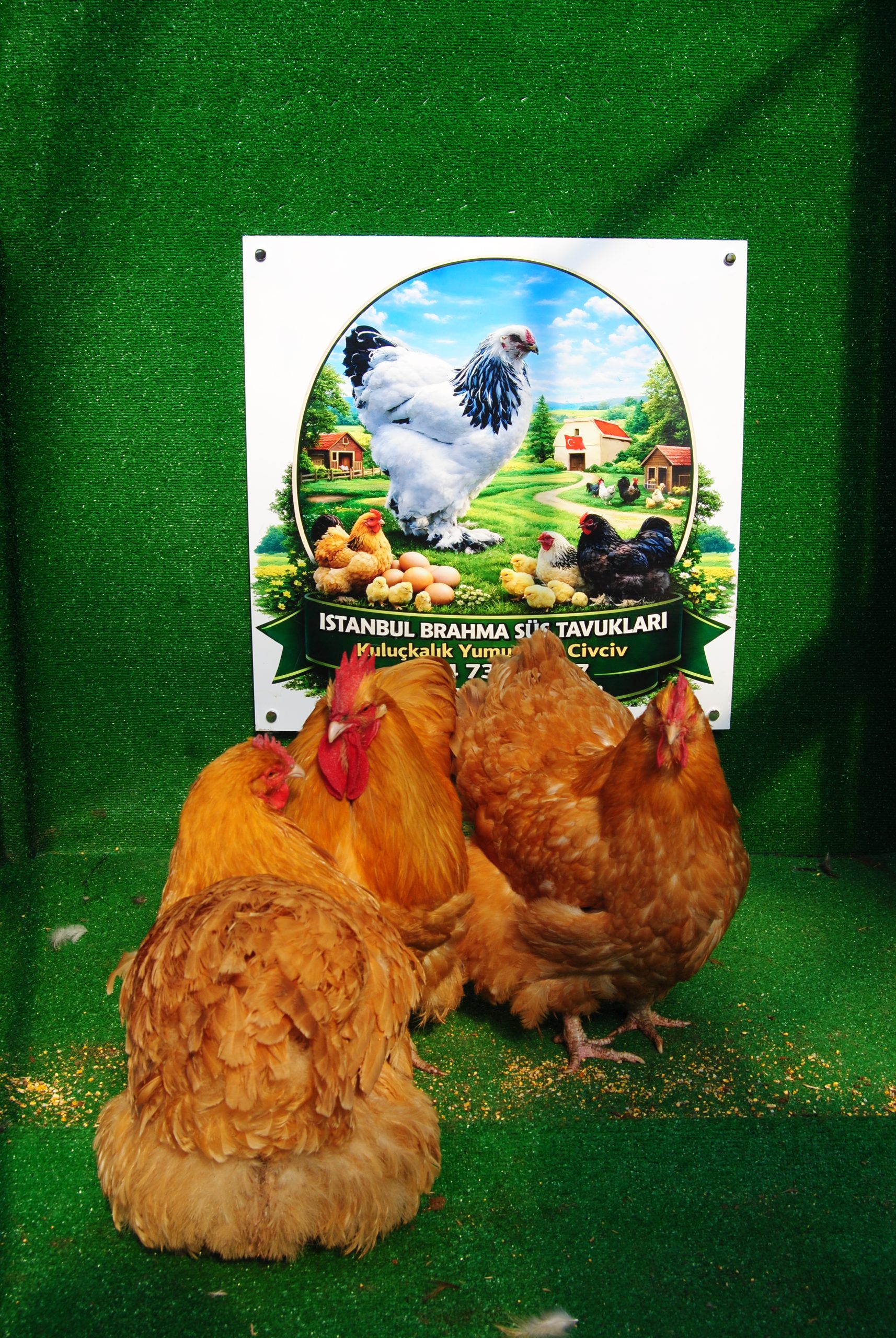 Buff Orpington Kuluçkalık Yumurta İstanbul Süs TAVUKLARI Buff Orpington Kuluçkalık Yumurta - Görsel 3