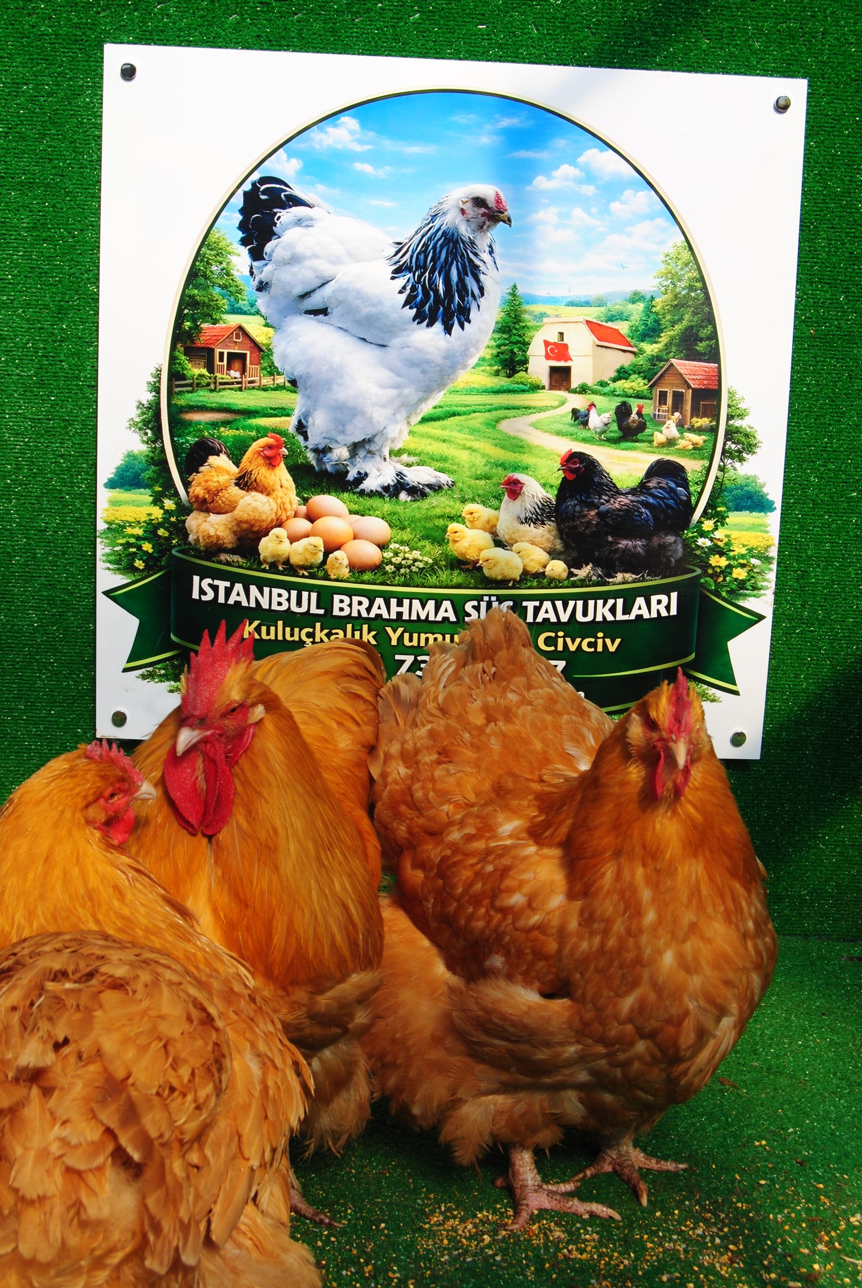 Buff Orpington Kuluçkalık Yumurta İstanbul Süs TAVUKLARI Buff Orpington Kuluçkalık Yumurta - Görsel 2