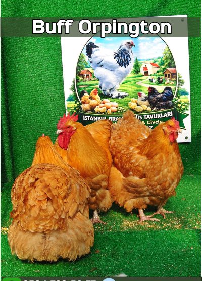 Buff Orpington Kuluçkalık Yumurta Civciv İstanbul