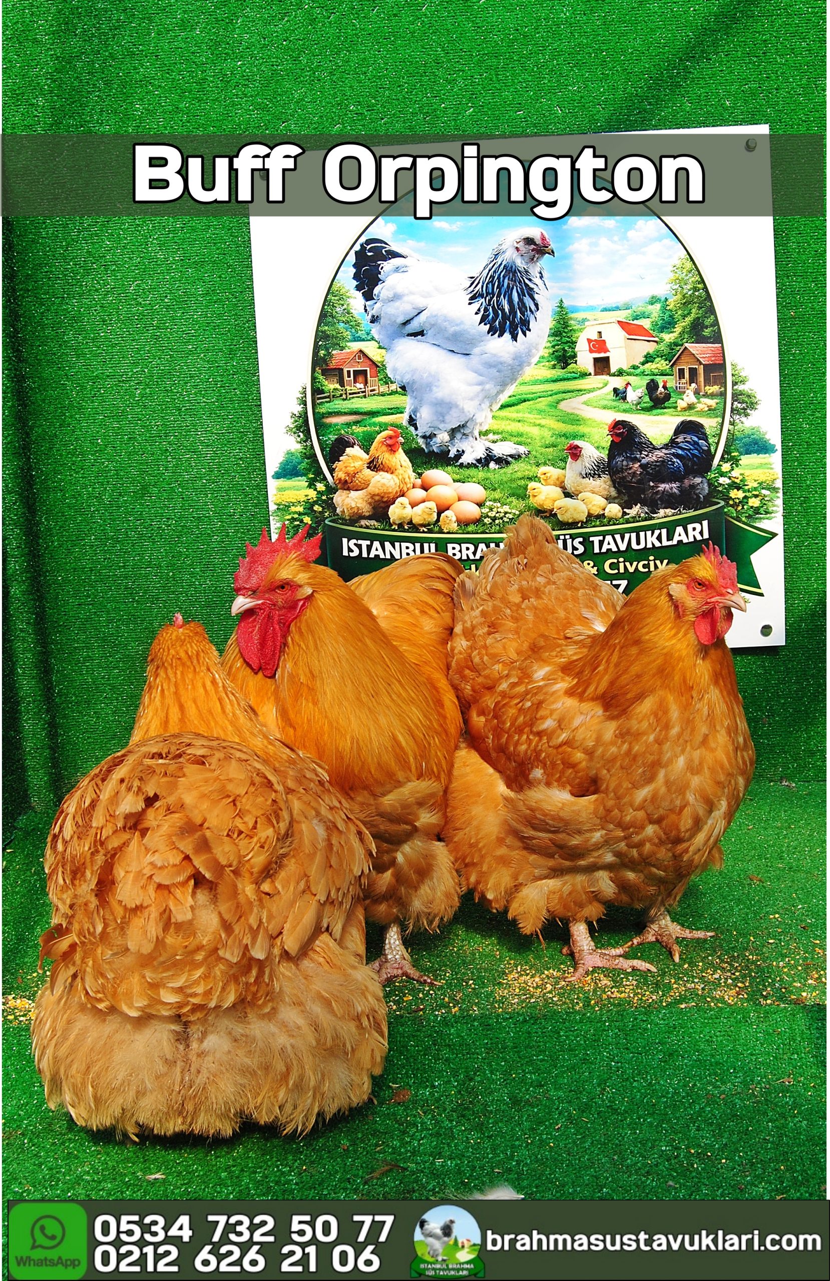 Buff Orpington Kuluçkalık Yumurta İstanbul Süs TAVUKLARI Buff Orpington Kuluçkalık Yumurta Civciv İstanbul