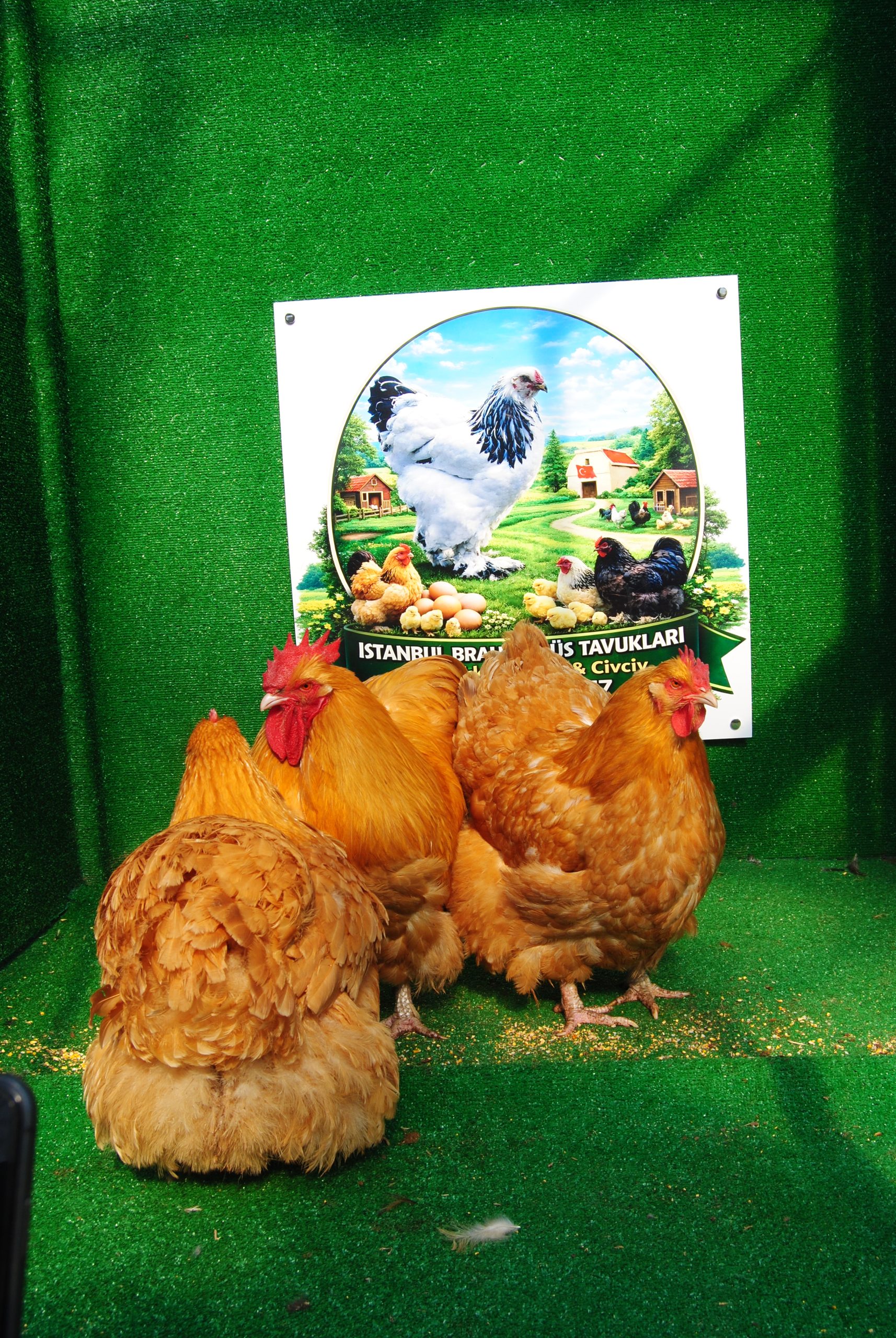 Buff Orpington Kuluçkalık Yumurta İstanbul Süs TAVUKLARI Buff Orpington Kuluçkalık Yumurta - Görsel 7