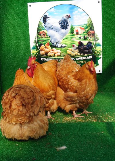 Buff Orpington Kuluçkalık Yumurta