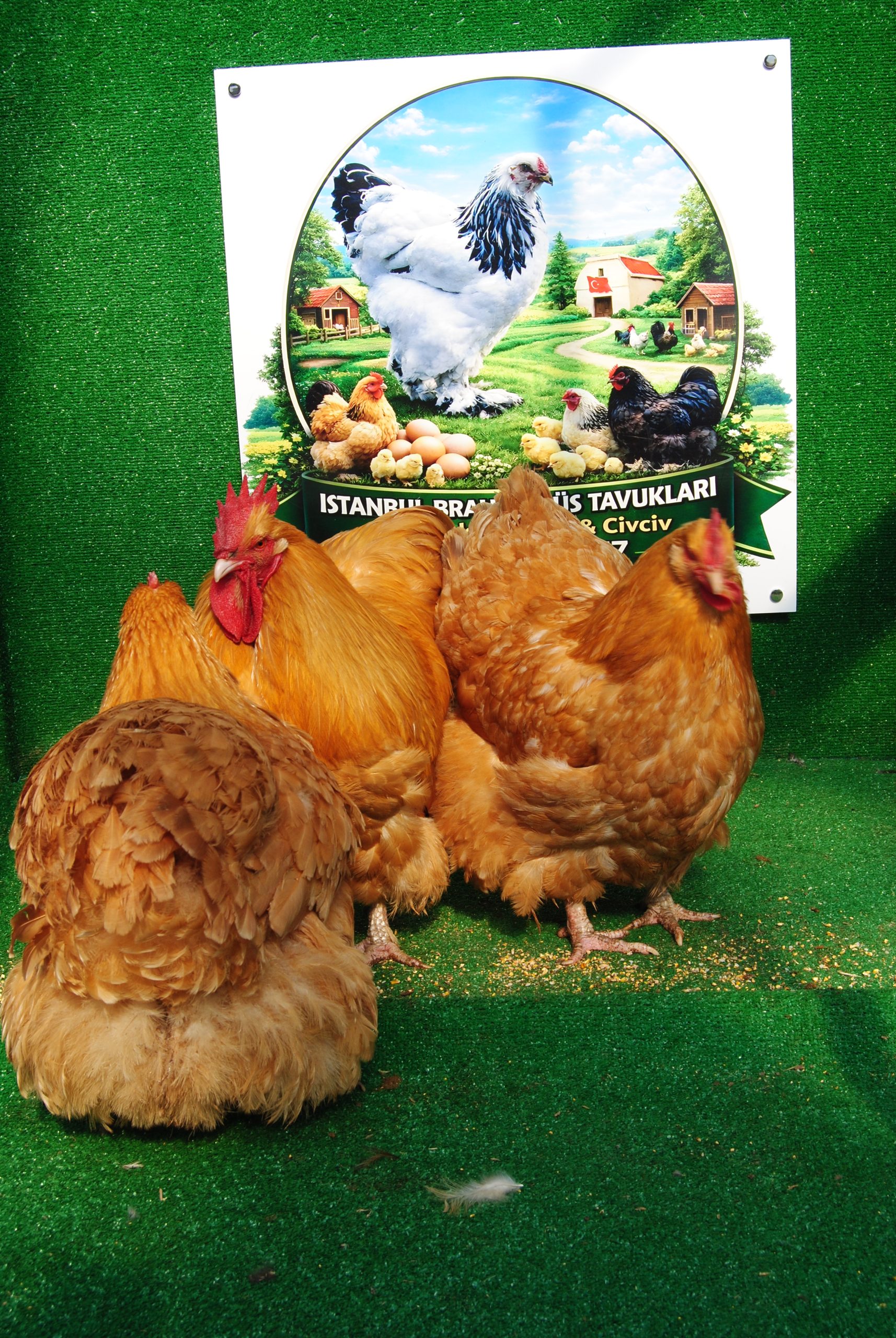 Buff Orpington Kuluçkalık Yumurta İstanbul Süs TAVUKLARI Buff Orpington Kuluçkalık Yumurta - Görsel 6