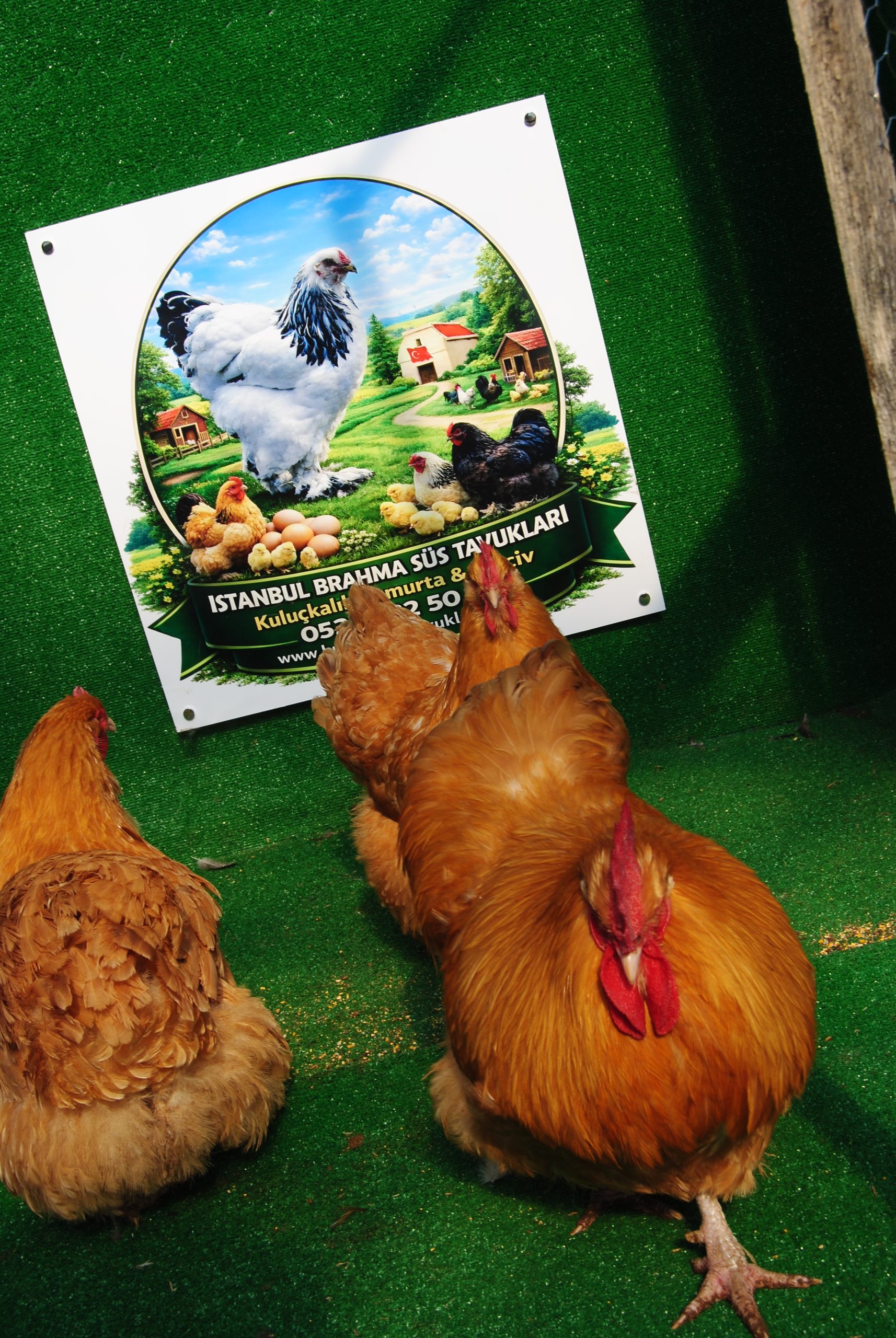 Buff Orpington Kuluçkalık Yumurta İstanbul Süs TAVUKLARI Buff Orpington Kuluçkalık Yumurta - Görsel 5