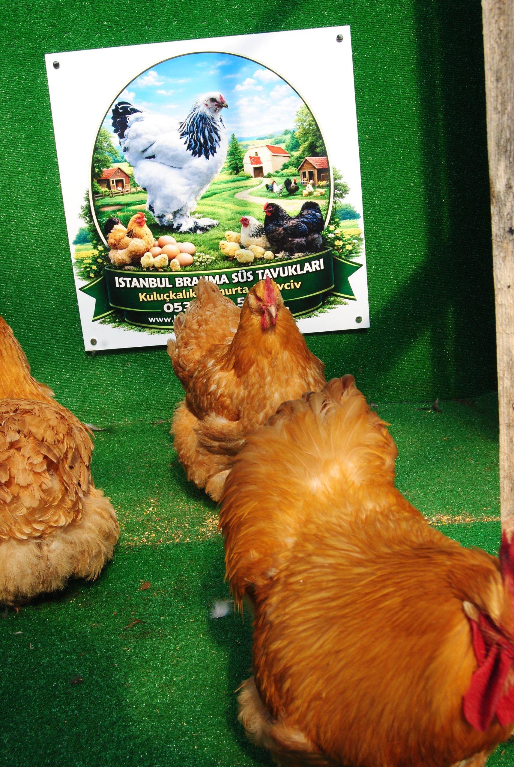 Buff Orpington Kuluçkalık Yumurta İstanbul Süs TAVUKLARI Buff Orpington Kuluçkalık Yumurta - Görsel 4