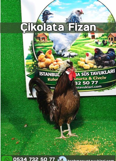 Çikolata Fizan Kuluçkalık Yumurta Civciv İstanbul