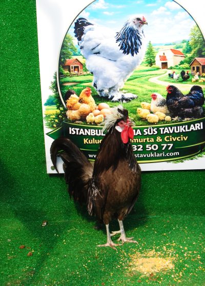 Çikolata Fizan Kuluçkalık Yumurta