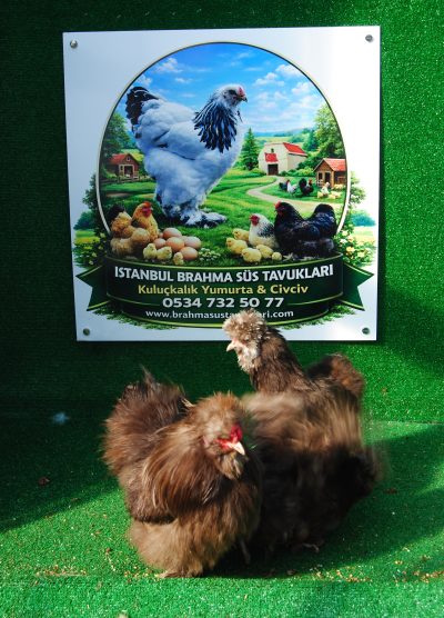 Çikolata Habeş Kuluçkalık Yumurta