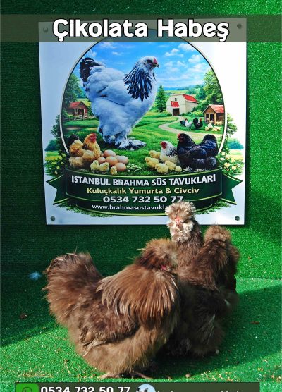 Çikolata Habeş Kuluçkalık Yumurta Civciv İstanbul