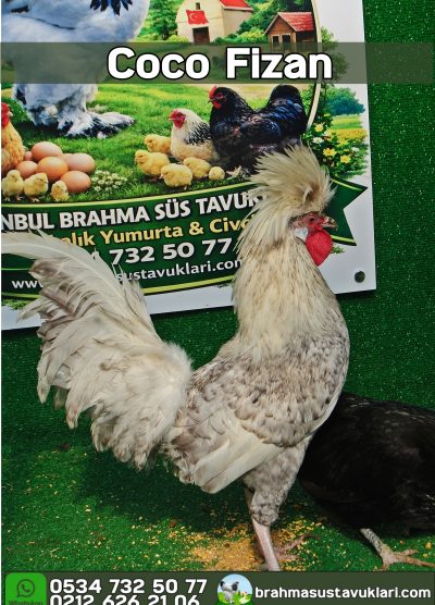 Süs Tavukları Kuluçkalık Yumurta Ve Civciv l İstanbul Süs Tavukları İstanbul Süs TAVUKLARI Coco Fizan Kuluçkalık Yumurta Civciv İstanbul
