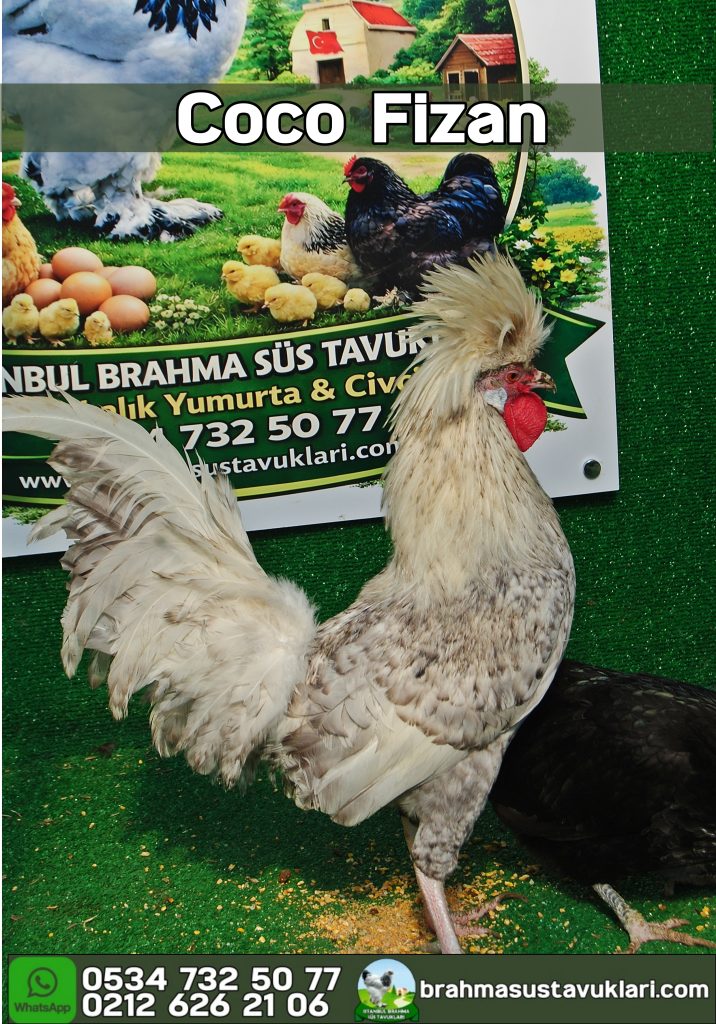 Coco Fizan Kuluçkalık Yumurta