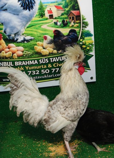 Coco Fizan Kuluçkalık Yumurta