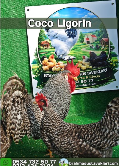 Coco Ligorin Kuluçkalık Yumurta