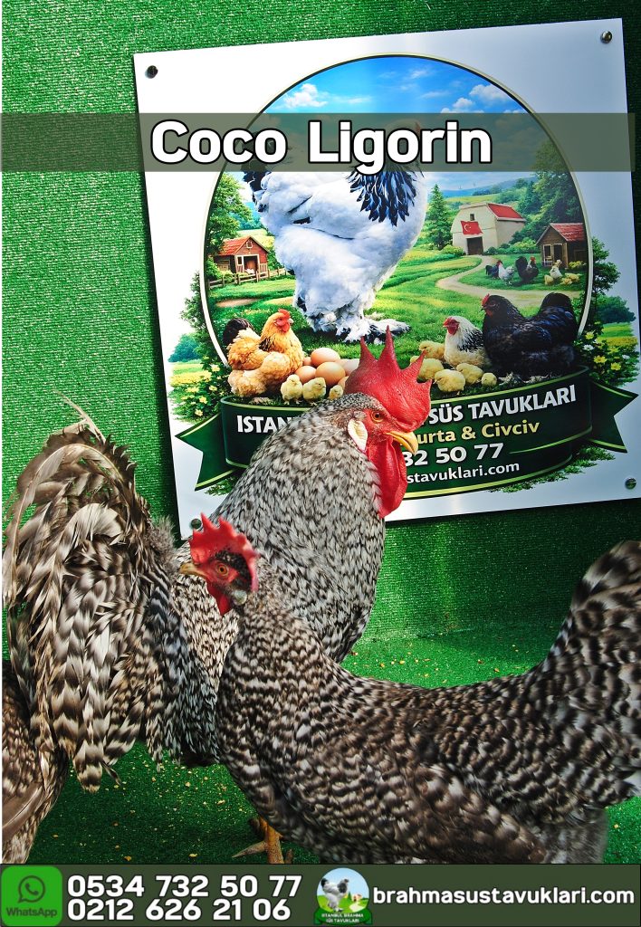 Coco Ligorin Kuluçkalık Yumurta