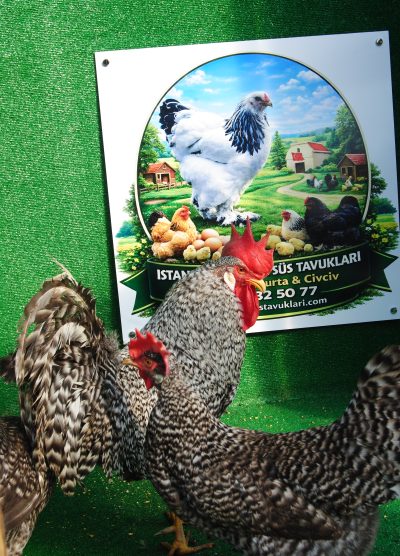 Coco Ligorin Kuluçkalık Yumurta