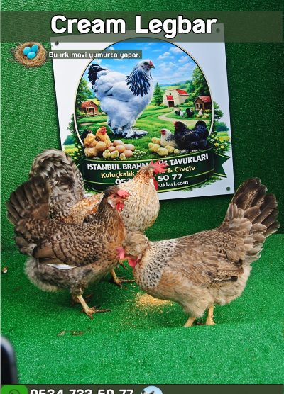 Cream Legbar Kuluçkalık Yumurta