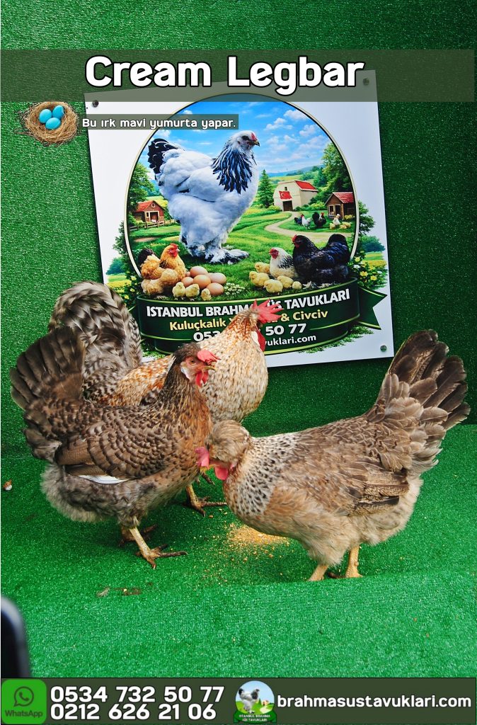 Cream Legbar Tavuk Özellikleri