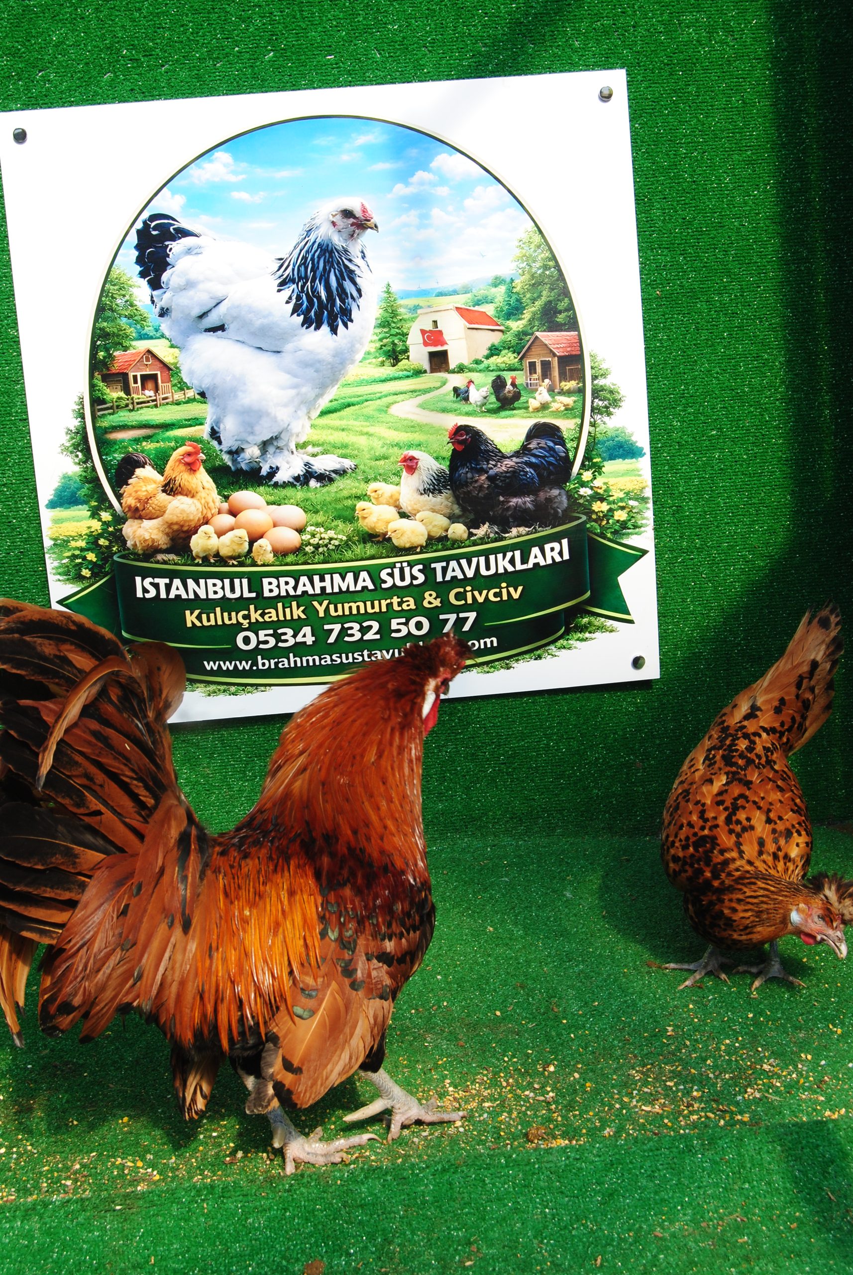 Gold Appenzeller Kuluçkalık Yumurta İstanbul Süs TAVUKLARI Gold Appenzeller Kuluçkalık Yumurta - Görsel 5