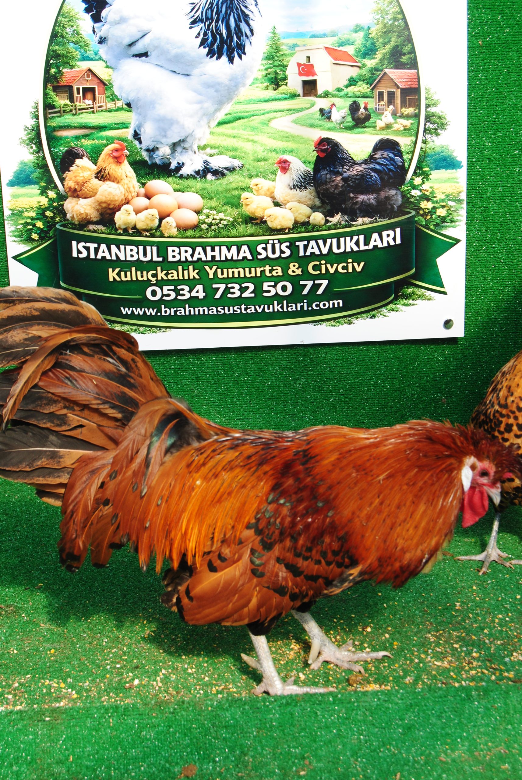 Gold Appenzeller Kuluçkalık Yumurta İstanbul Süs TAVUKLARI Gold Appenzeller Kuluçkalık Yumurta - Görsel 11