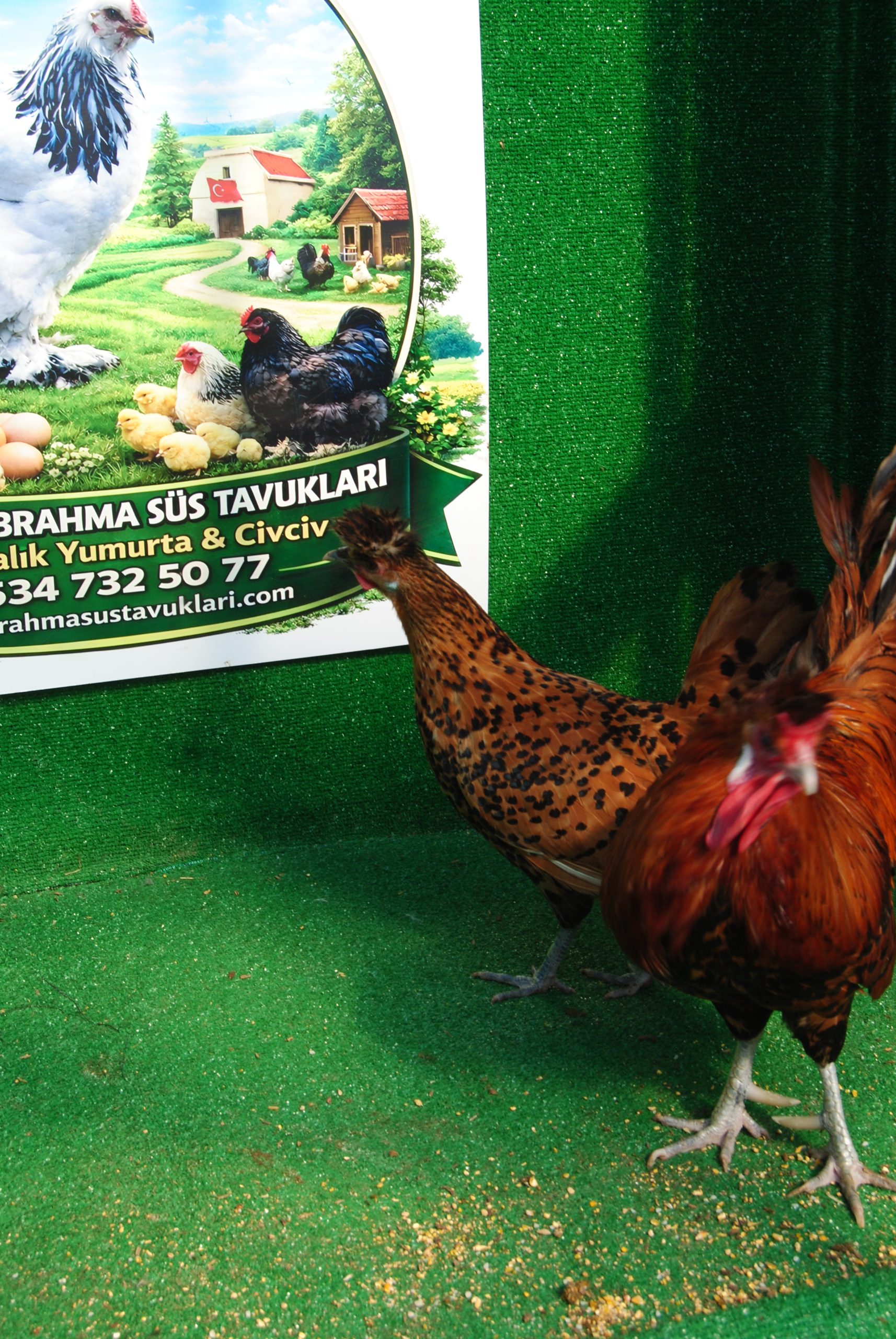 Gold Appenzeller Kuluçkalık Yumurta İstanbul Süs TAVUKLARI Gold Appenzeller Kuluçkalık Yumurta - Görsel 7