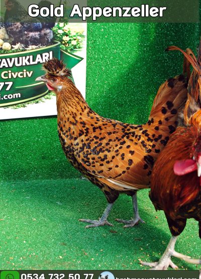 Gold Appenzeller Kuluçkalık Yumurta