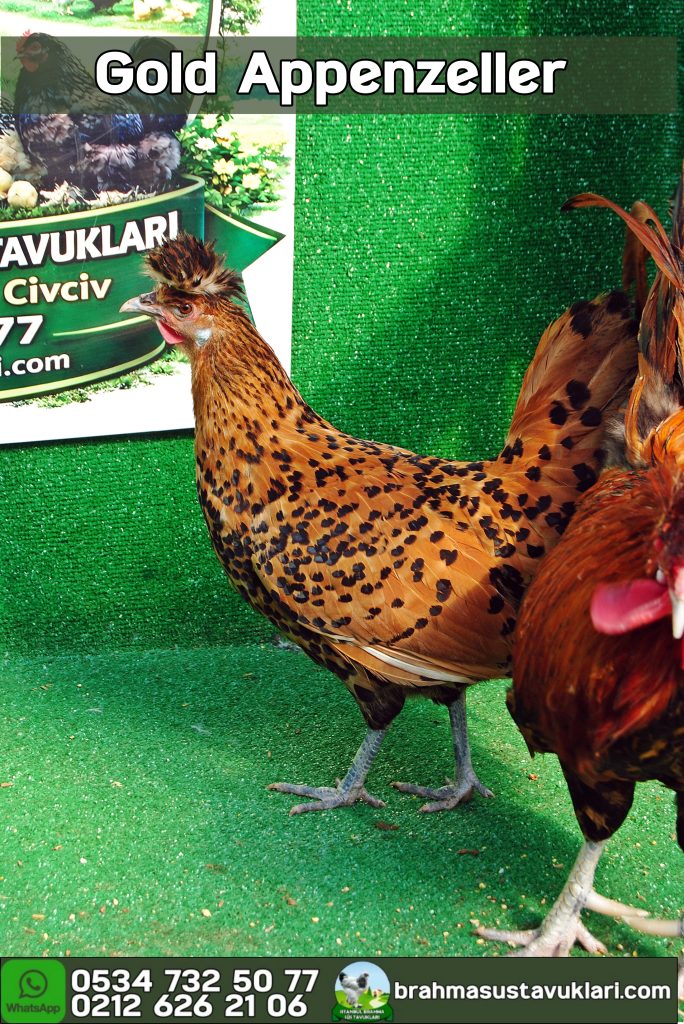 Gold Appenzeller Kuluçkalık Yumurta