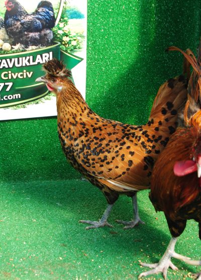 Süs Tavukları Kuluçkalık Yumurta Ve Civciv l İstanbul Süs Tavukları İstanbul Süs TAVUKLARI Gold Appenzeller Kuluçkalık Yumurta