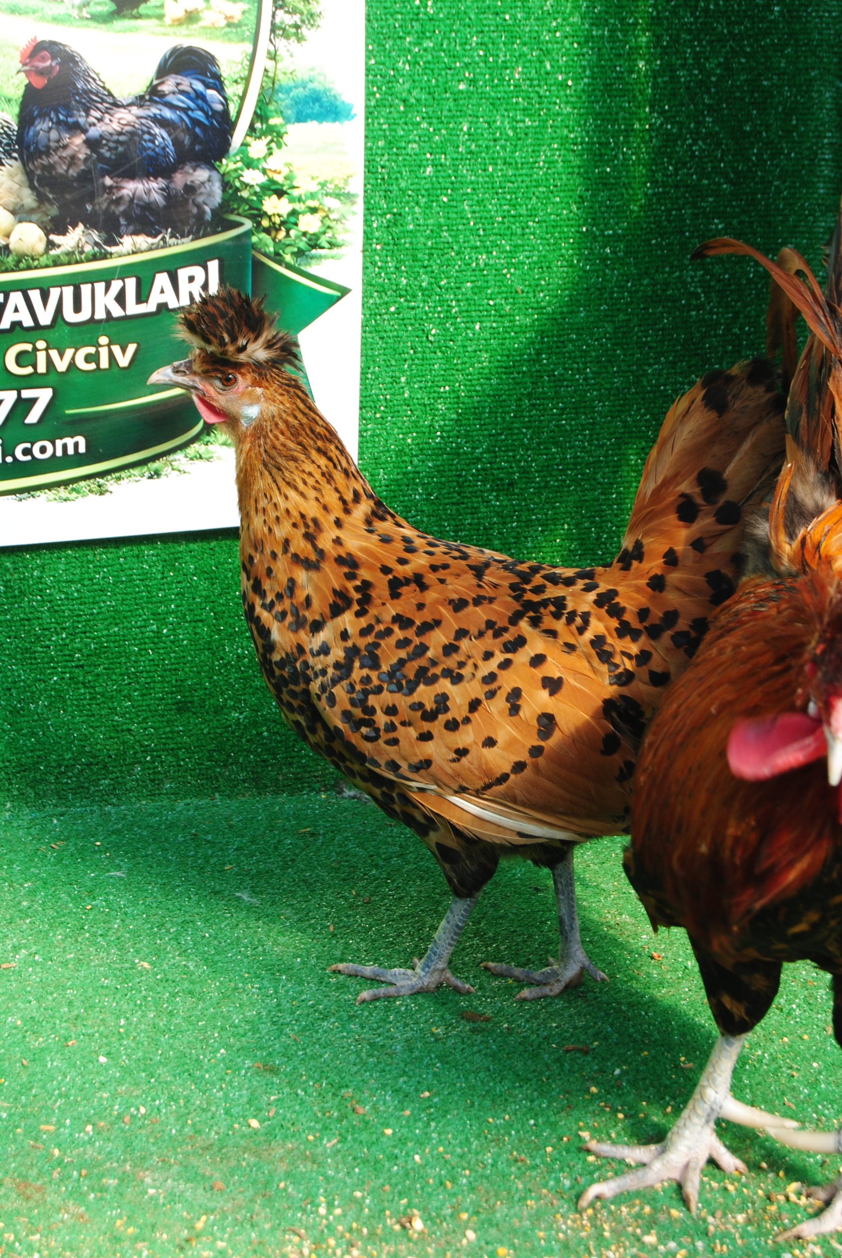 Gold Appenzeller Kuluçkalık Yumurta İstanbul Süs TAVUKLARI Gold Appenzeller Kuluçkalık Yumurta