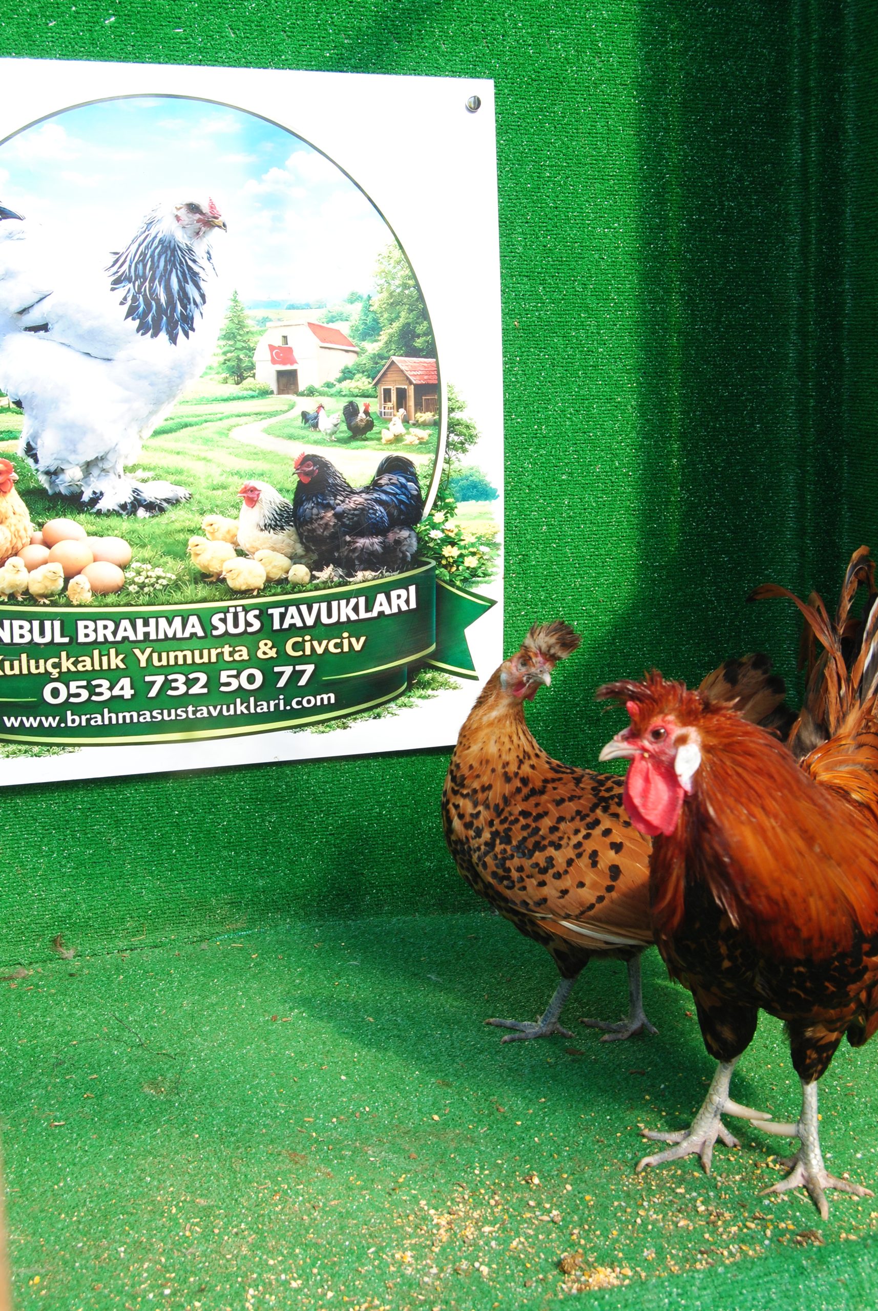 Gold Appenzeller Kuluçkalık Yumurta İstanbul Süs TAVUKLARI Gold Appenzeller Kuluçkalık Yumurta - Görsel 4