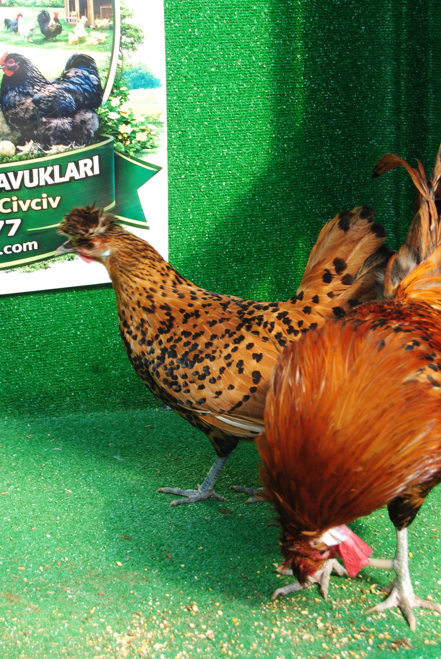 Gold Appenzeller Kuluçkalık Yumurta İstanbul Süs TAVUKLARI Gold Appenzeller Kuluçkalık Yumurta - Görsel 3