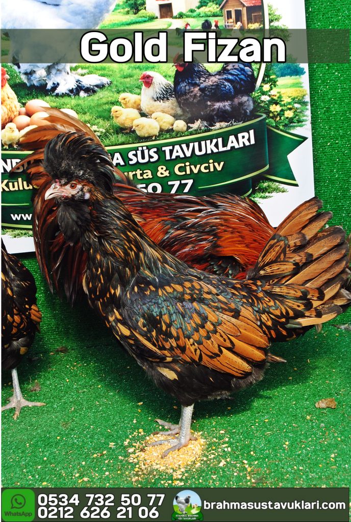 Gold Fizan Kuluçkalık Yumurta