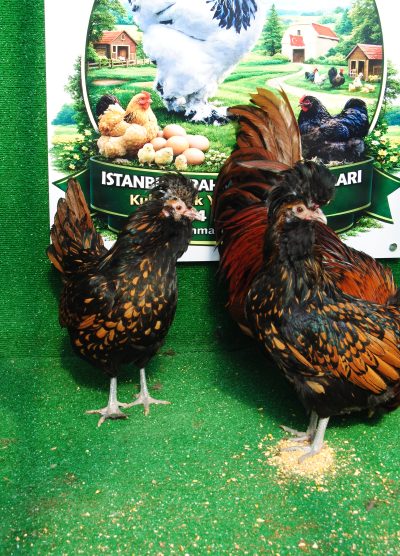 Gold Fizan Kuluçkalık Yumurta