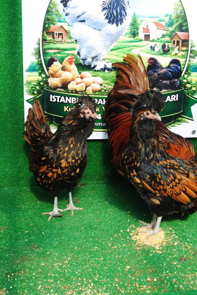 Gold Fizan Kuluçkalık Yumurta