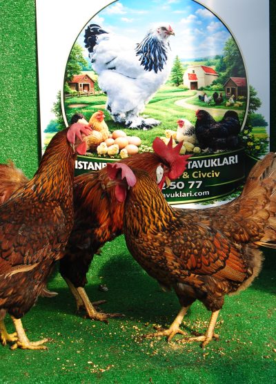 Gold Laced Ligorin Kuluçkalık Yumurta