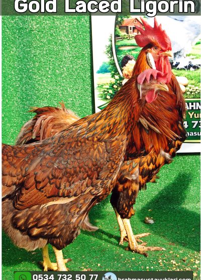 Süs Tavukları Kuluçkalık Yumurta Ve Civciv l İstanbul Süs Tavukları İstanbul Süs TAVUKLARI Gold Laced Ligorin Kuluçkalık Yumurta Civciv İstanbul