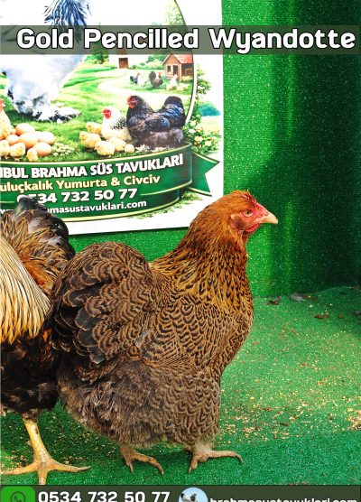 Gold Pencilled Wyandotte Kuluçkalık Yumurta Civciv İstanbul