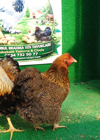 Gold Pencilled Wyandotte Kuluçkalık Yumurta