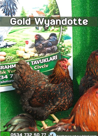 Gold Wyandotte Kuluçkalık Yumurta