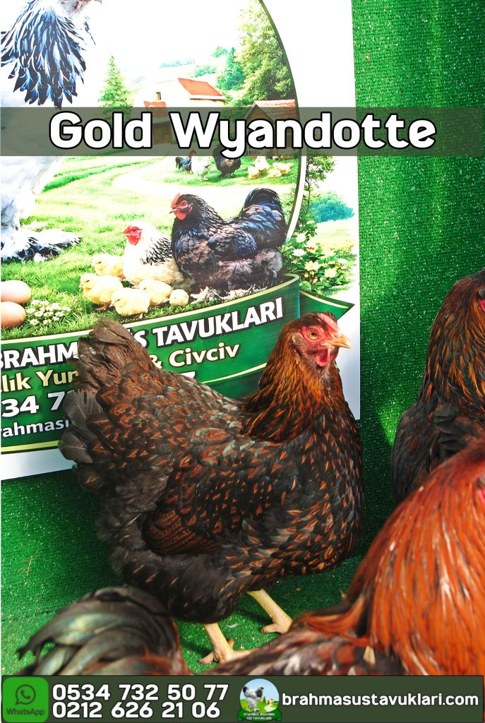 Gold Wyandotte Tavuk Özellikleri İstanbul Süs TAVUKLARI Gold Wyandotte Tavuk Özellikleri