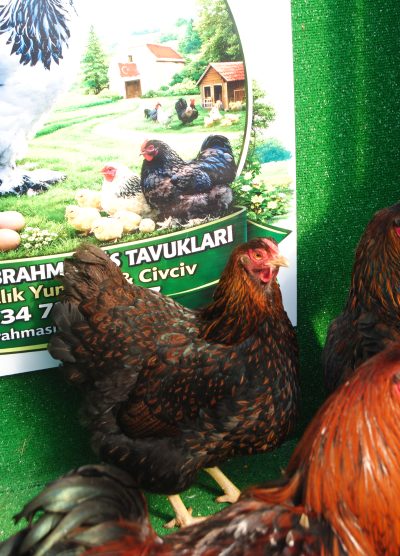 Süs Tavukları Kuluçkalık Yumurta Ve Civciv l İstanbul Süs Tavukları İstanbul Süs TAVUKLARI Gold Wyandotte Kuluçkalık Yumurta