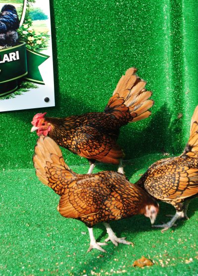 Gold Zibrit Kuluçkalık Yumurta