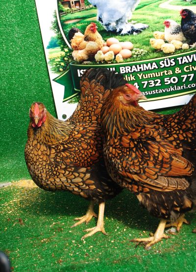 Süs Tavukları Kuluçkalık Yumurta Ve Civciv l İstanbul Süs Tavukları İstanbul Süs TAVUKLARI GSG Wyandotte Kuluçkalık Yumurta