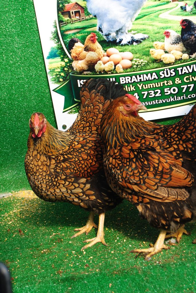 GSG Wyandotte Tavuk Özellikleri