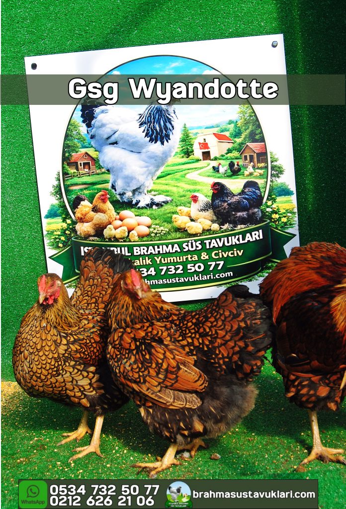 GSG Wyandotte Tavuk Özellikleri