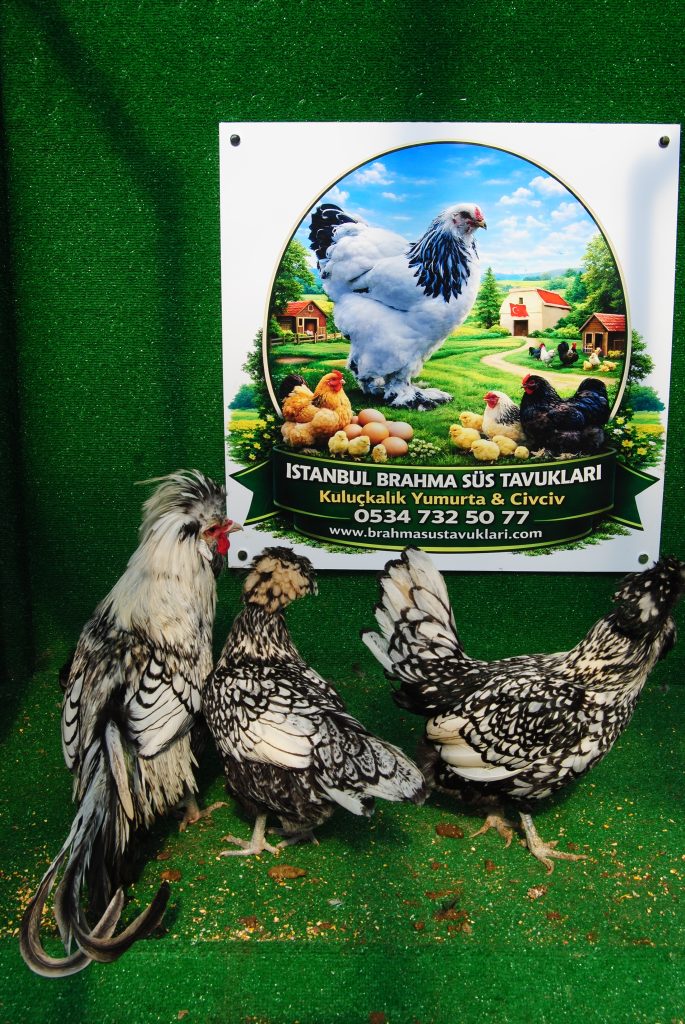 Gümüş Fizan Kuluçkalık Yumurta