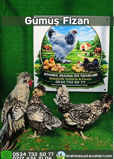 Gümüş Fizan Kuluçkalık Yumurta