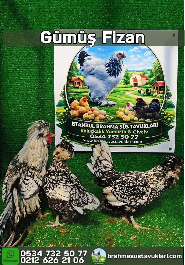 Gümüş Fizan Kuluçkalık Yumurta