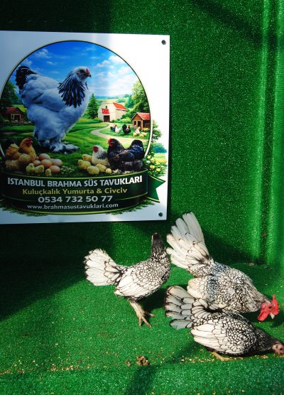 Gümüş Zibrit Kuluçkalık Yumurta