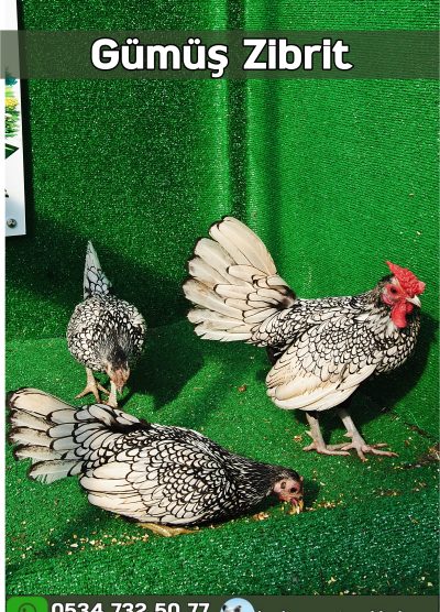 Gümüş Zibrit Kuluçkalık Yumurta